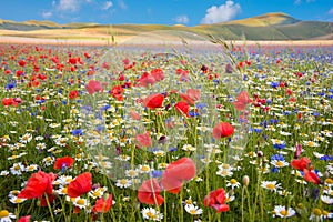 Field of poppies and other wild flowers. Countryside in summer