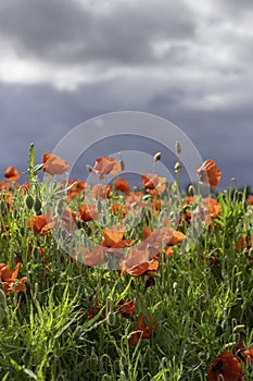 Field of poppies with overcast sky