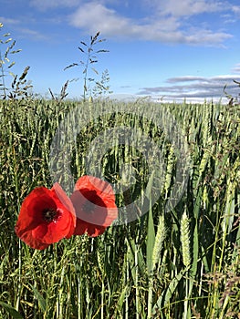 Field Poppies Papaver rhoeas at the edge of a wheat field