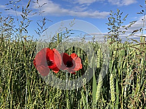 Field Poppies Papaver rhoeas at the edge of a wheat field