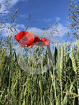 Field Poppies Papaver rhoeas at the edge of a wheat field