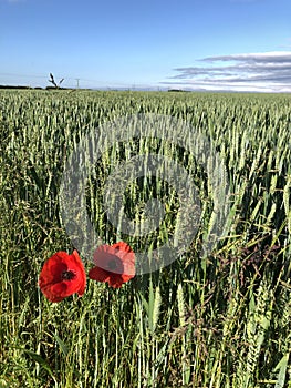 Field Poppies Papaver rhoeas at the edge of a wheat field