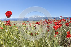 Field of poppies photo