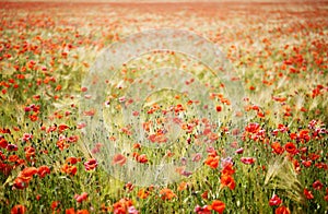 Field of poppies, and rye