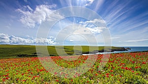 Field of poppies by the sea