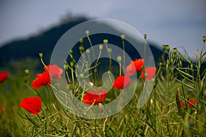 Field of poppies