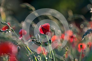 Field of poppies in the sun - stock photo