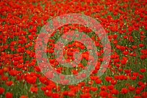 Field of poppies on a sunset