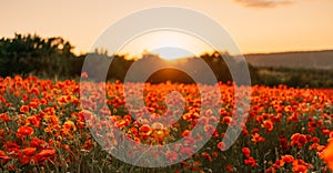 Field poppies sunset light banner. Red poppies flowers bloom in meadow. Concept nature, environment, ecosystem.