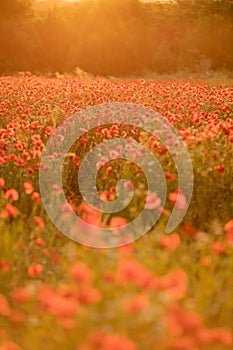 Field poppies sunset light banner. Red poppies flowers bloom in meadow. Concept nature, environment, ecosystem.