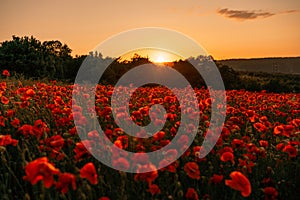 Field poppies sunset light banner. Red poppies flowers bloom in meadow. Concept nature, environment, ecosystem.