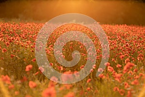 Field poppies sunset light banner. Red poppies flowers bloom in meadow. Concept nature, environment, ecosystem.