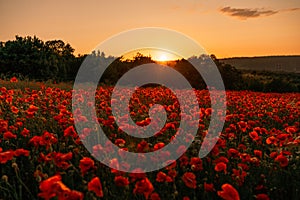 Field poppies sunset light banner. Red poppies flowers bloom in meadow. Concept nature, environment, ecosystem.