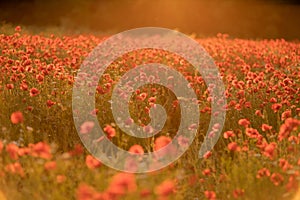 Field poppies sunset light banner. Red poppies flowers bloom in meadow. Concept nature, environment, ecosystem.