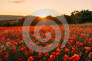 Field poppies sunset light banner. Red poppies flowers bloom in meadow. Concept nature, environment, ecosystem.