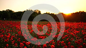 Field poppies sunset light. Red poppies flowers bloom swaying close up from wind in meadow. Concept nature, environment