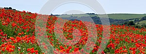 Field of Poppies