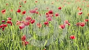 Field poppies sway in the wind