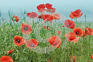 Field with poppies under sky