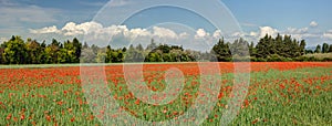 Field of poppies - Vaucluse - Provence France