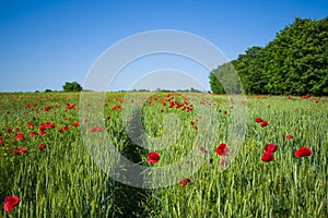 Field of poppies and wheat