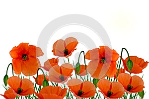 Field poppies on white