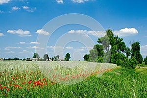 Field with poppy