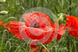 Field poppy