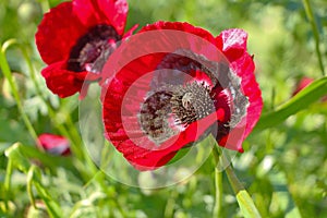 Field poppy close-up in daylight on a clear day