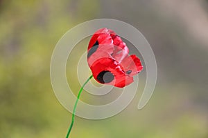 Field poppy close-up in daylight on a clear day