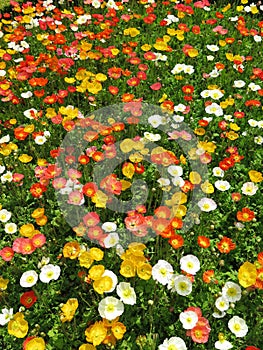 Field of poppy flower background