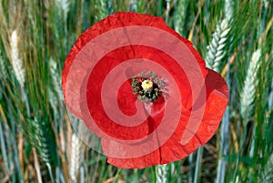 Field poppy flower closeup