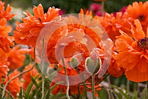 Field of poppy flowers