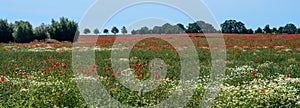 Field with poppy flowers and chamomile in a wide landscape, trees and bushes on the horizon against the blue sky, panoramic format