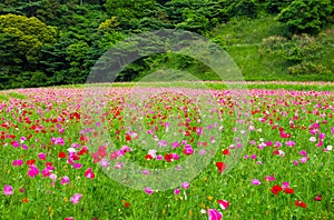 Field of poppy flowers