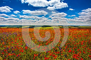 Field with poppy flowers and perfect blue sky