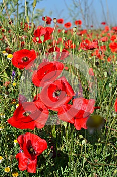 Field of poppy flowers - poppies close up