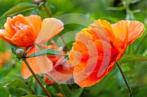 Field of Poppy Flowers in Spring