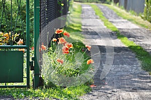 Field poppy grows by the fence and the road path