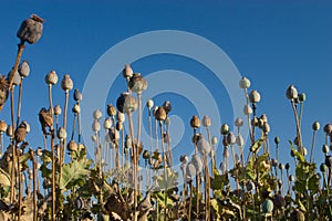 Field of poppy heads