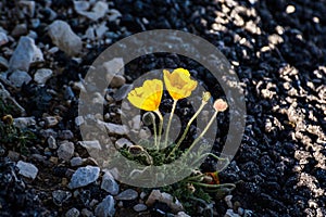 Field poppy in mountain top of the Mont Ventoux in the Haute-Provence