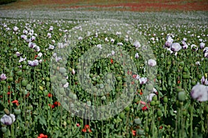 Field of poppy plant pods