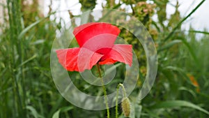 Field poppy, wild poppy, fire flower. Papaver rhoeas poppy, an annual herb, species of the genus Papaver Poppy of the