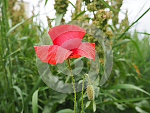 Field poppy, wild poppy, fire flower. Papaver rhoeas poppy, an annual herb, species of the genus Papaver Poppy of the