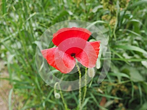 Field poppy, wild poppy, fire flower. Papaver rhoeas poppy, an annual herb, species of the genus Papaver Poppy of the