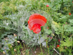 Field poppy, wild poppy, fire flower. Papaver rhoeas poppy, an annual herb, species of the genus Papaver Poppy of the