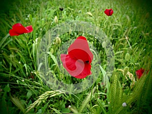 Field poppy, wild poppy, fire flower. Papaver rhoeas poppy, an annual herb, species of the genus Papaver Poppy of the