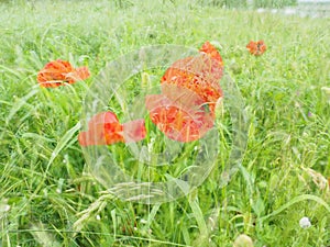 Field poppy, wild poppy, fire flower. Papaver rhoeas poppy, an annual herb, species of the genus Papaver Poppy of the