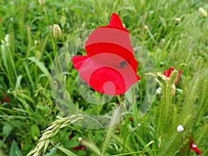 Field poppy, wild poppy, fire flower. Papaver rhoeas poppy, an annual herb, species of the genus Papaver Poppy of the