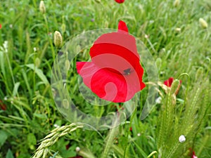 Field poppy, wild poppy, fire flower. Papaver rhoeas poppy, an annual herb, species of the genus Papaver Poppy of the